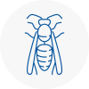 Melton Mowbray Wasp Nest Removal